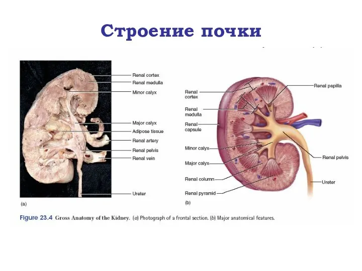 Строение почки