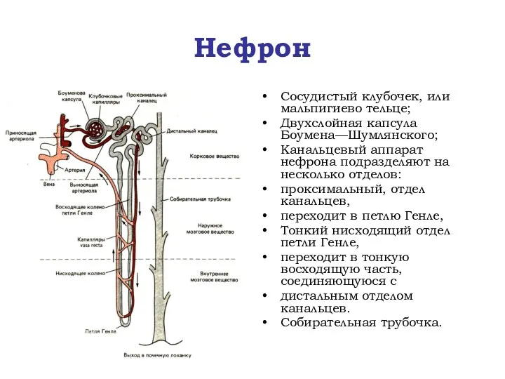 Нефрон Сосудистый клубочек, или мальпигиево тельце; Двухслойная капсула Боумена—Шумлянского; Канальцевый