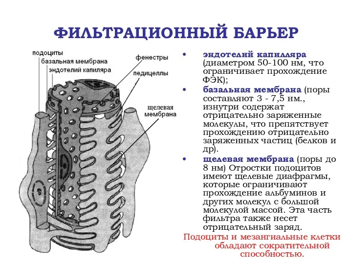 ФИЛЬТРАЦИОННЫЙ БАРЬЕР эндотелий капилляра (диаметром 50-100 нм, что ограничивает прохождение