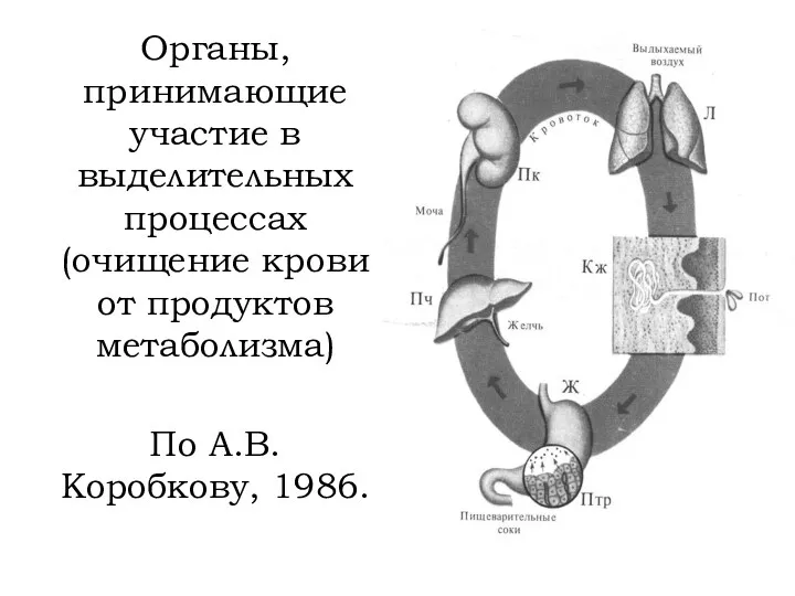 Органы, принимающие участие в выделительных процессах (очищение крови от продуктов метаболизма) По А.В. Коробкову, 1986.