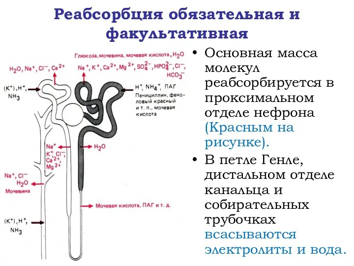 Реабсорбция обязательная и факультативная Основная масса молекул реабсорбируется в проксимальном