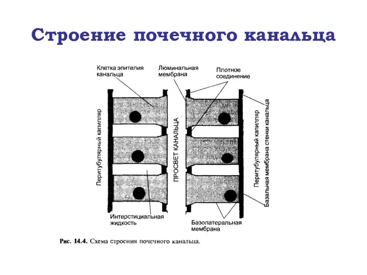 Строение почечного канальца