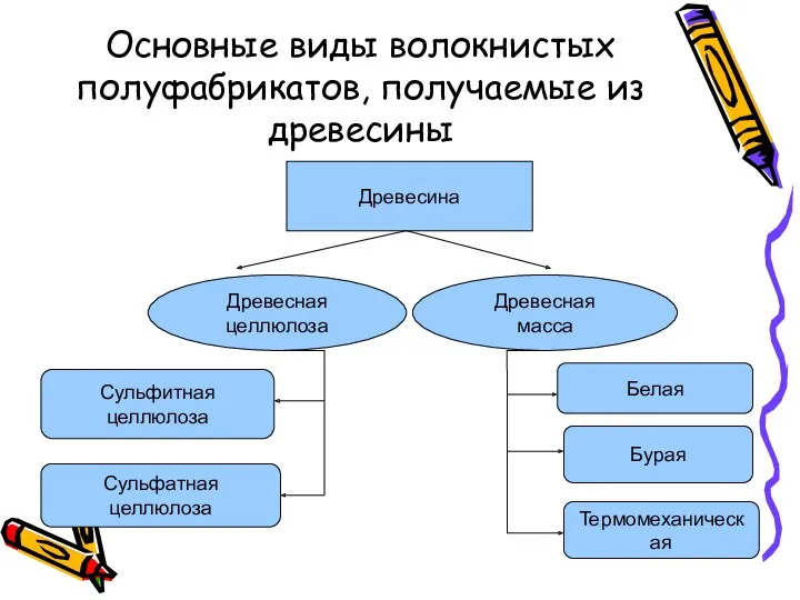 Основные виды волокнистых полуфабрикатов, получаемые из древесины Древесина Древесная целлюлоза