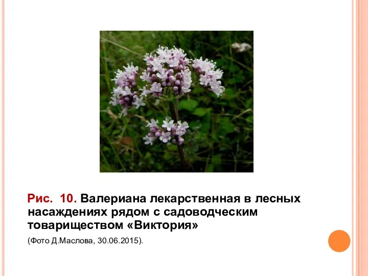 Рис. 10. Валериана лекарственная в лесных насаждениях рядом с садоводческим товариществом «Виктория» (Фото Д.Маслова, 30.06.2015).