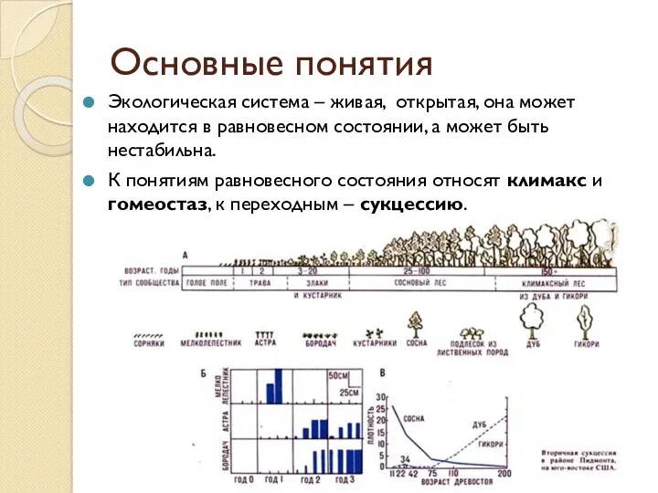 Основные понятия Экологическая система – живая, открытая, она может находится