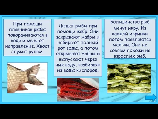 При помощи плавников рыбы поворачиваются в воде и меняют направление.