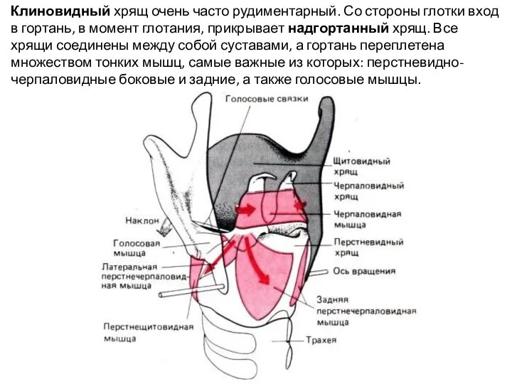 Клиновидный хрящ очень часто рудиментарный. Со стороны глотки вход в