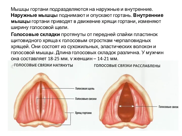 Мышцы гортани подразделяются на наружные и внутренние. Наружные мышцы поднимают