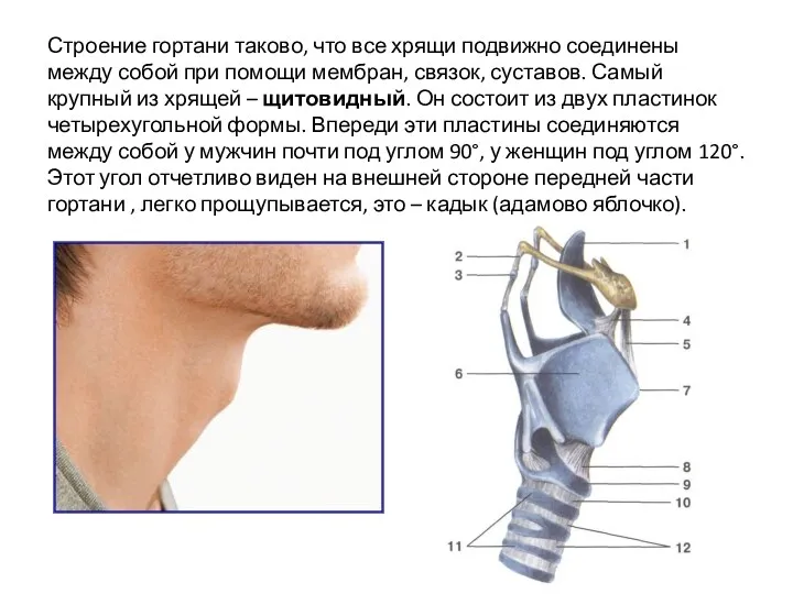 Строение гортани таково, что все хрящи подвижно соединены между собой