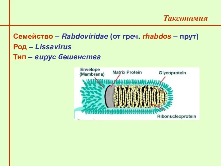 Семейство – Rabdoviridae (от греч. rhabdos – прут) Род – Lissavirus Тип – вирус бешенства Таксономия