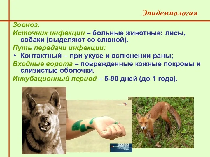 Зооноз. Источник инфекции – больные животные: лисы, собаки (выделяют со