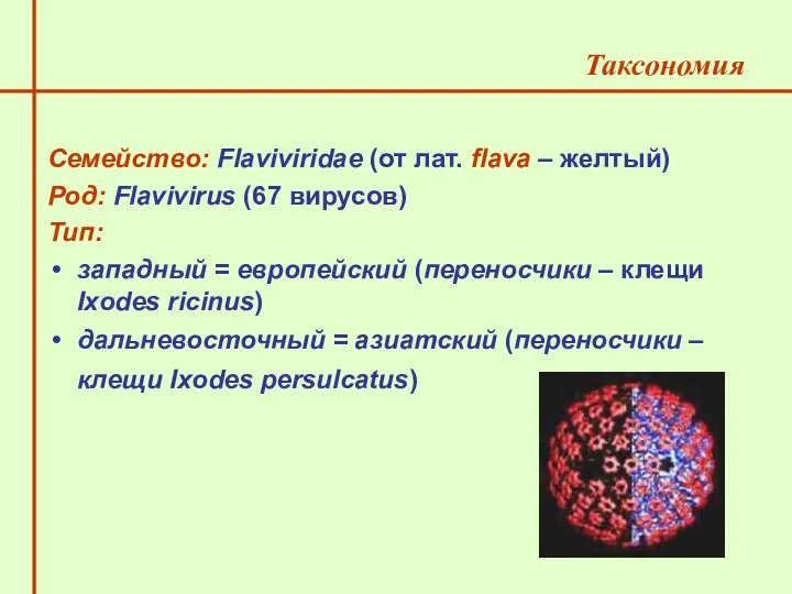 Семейство: Flaviviridae (от лат. flava – желтый) Род: Flavivirus (67