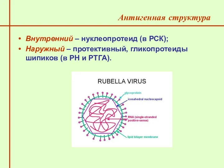 Внутренний – нуклеопротеид (в РСК); Наружный – протективный, гликопротеиды шипиков (в РН и РТГА). Антигенная структура