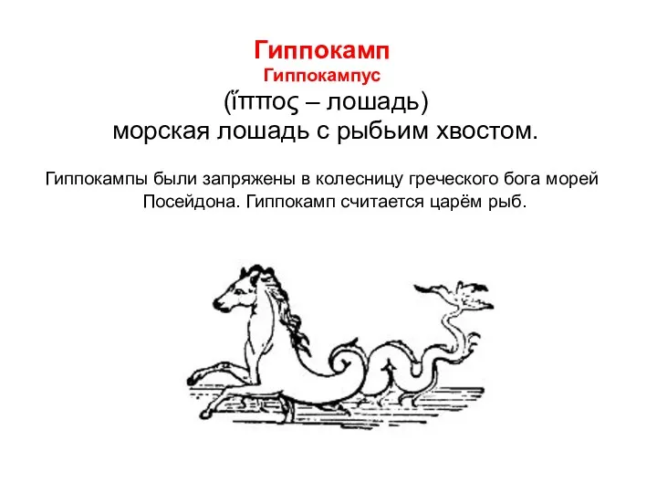 Гиппокамп Гиппокампус (ἵππος – лошадь) морская лошадь с рыбьим хвостом. Гиппокампы были запряжены
