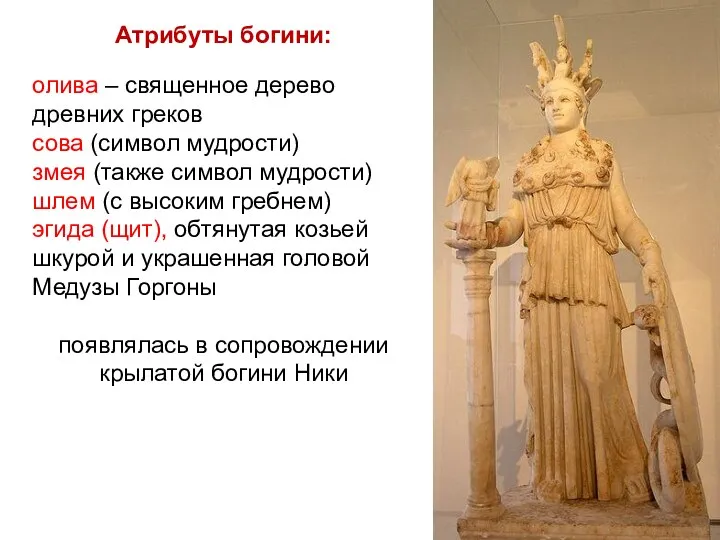 Атрибуты богини: олива – священное дерево древних греков сова (символ