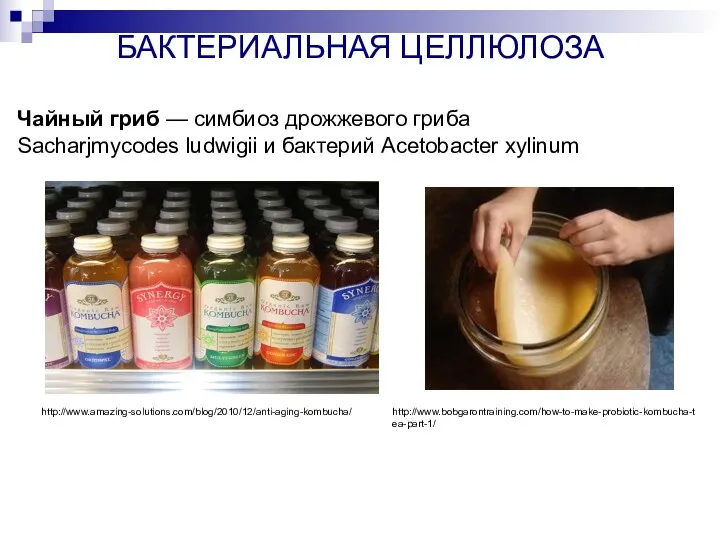 БАКТЕРИАЛЬНАЯ ЦЕЛЛЮЛОЗА Чайный гриб — симбиоз дрожжевого гриба Sacharjmycodes ludwigii и бактерий Acetobacter xylinum http://www.amazing-solutions.com/blog/2010/12/anti-aging-kombucha/ http://www.bobgarontraining.com/how-to-make-probiotic-kombucha-tea-part-1/