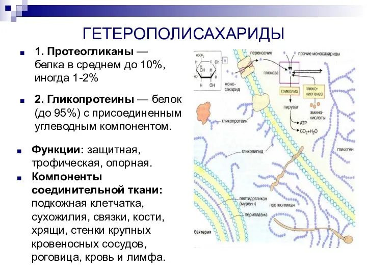 ГЕТЕРОПОЛИСАХАРИДЫ 1. Протеогликаны — белка в среднем до 10%, иногда