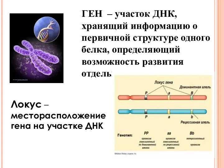 ГЕН – участок ДНК, хранящий информацию о первичной структуре одного