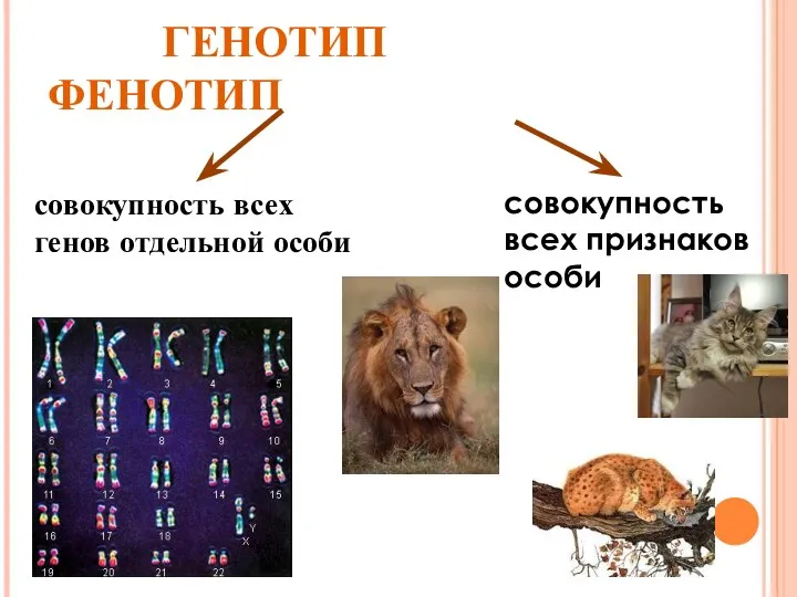 ГЕНОТИП ФЕНОТИП совокупность всех генов отдельной особи совокупность всех признаков особи