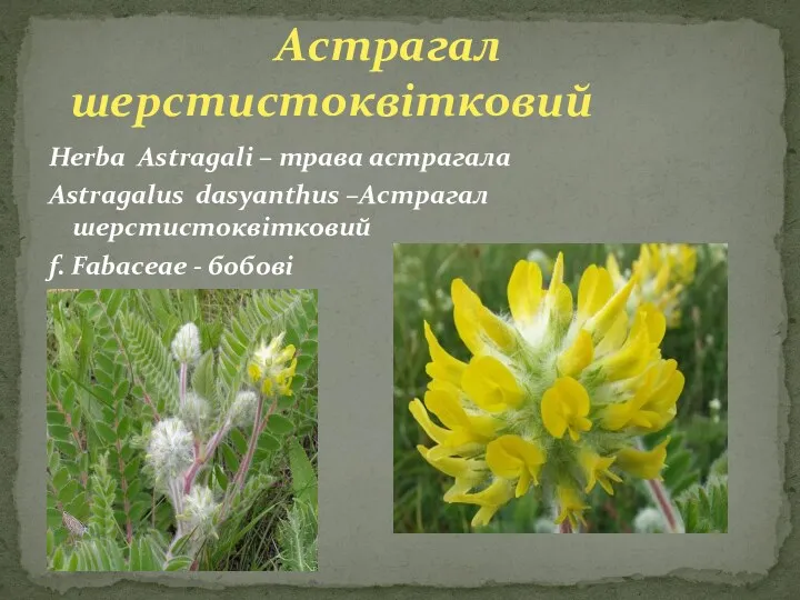 Herba Astragali – трава астрагала Astragalus dasyanthus –Астрагал шерстистоквітковий f. Fabaceae - бобові Астрагал шерстистоквітковий