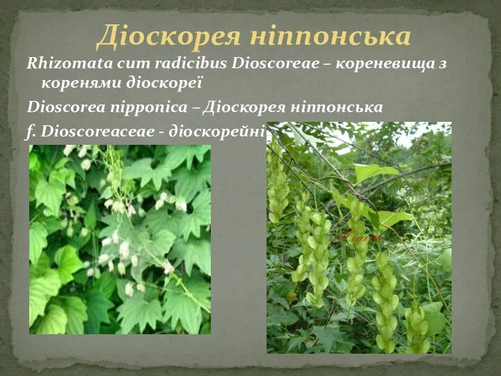 Rhіzоmаtа сum rаdісіbus Dіоsсоrеае – кореневища з коренями діоскореї Dіоsсоrеа nіpроnіса – Діоскорея