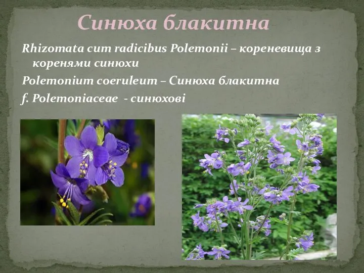 Rhizomata cum radicibus Polemonii – кореневища з коренями cинюхи Polemonium coeruleum – Синюха