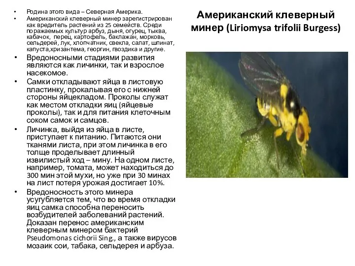 Американский клеверный минер (Liriomysa trifolii Burgess) Родина этого вида –