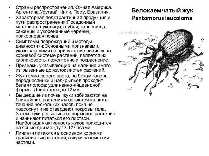 Белокаемчатый жук Pantomorus leucoloma Страны распространения:Южная Америка: Аргентина,Уругвай, Чили, Перу,