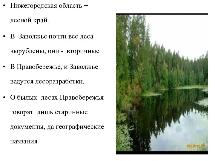 Нижегородская область − лесной край. В Заволжье почти все леса