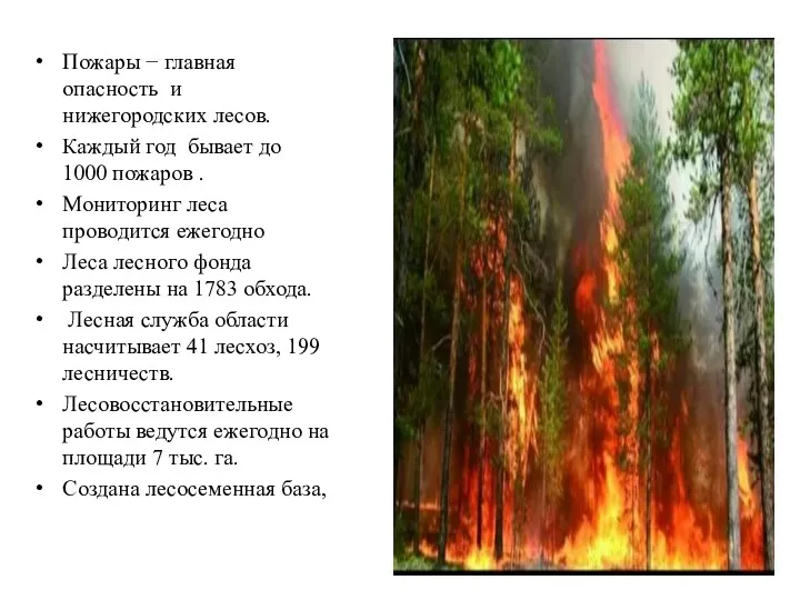Пожары − главная опасность и нижегородских лесов. Каждый год бывает