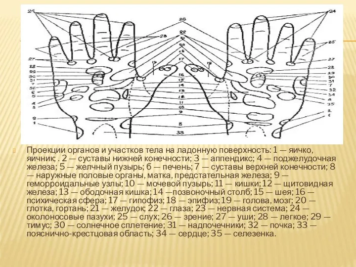 Проекции органов и участков тела на ладонную поверхность: 1 —