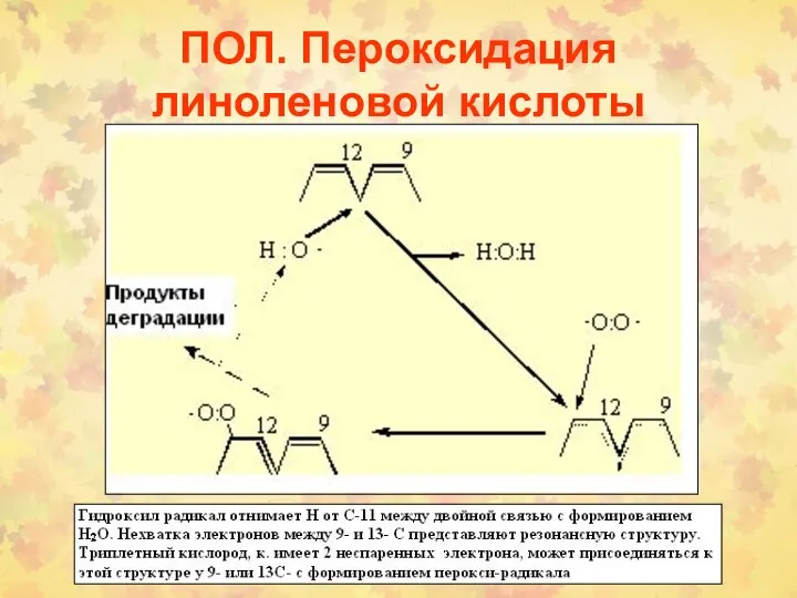 ПОЛ. Пероксидация линоленовой кислоты