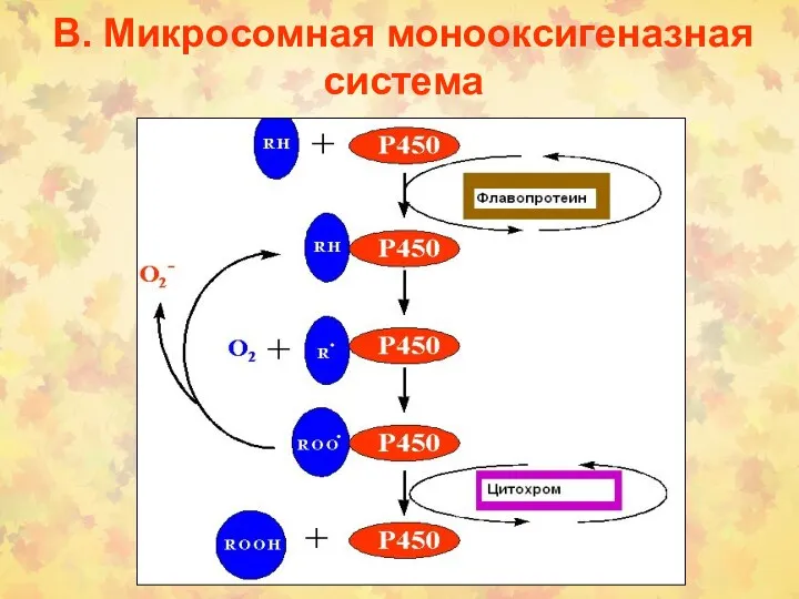 В. Микросомная монооксигеназная система