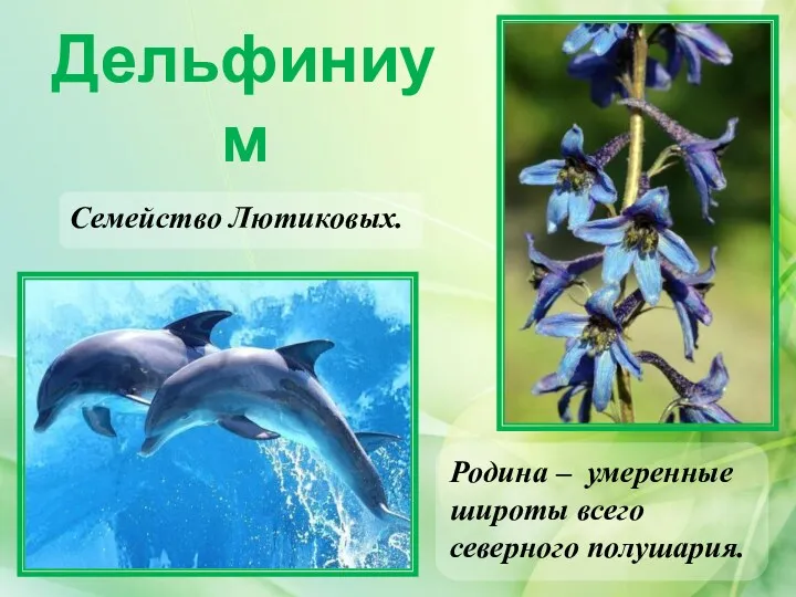 Дельфиниум Родина – умеренные широты всего северного полушария. Семейство Лютиковых.