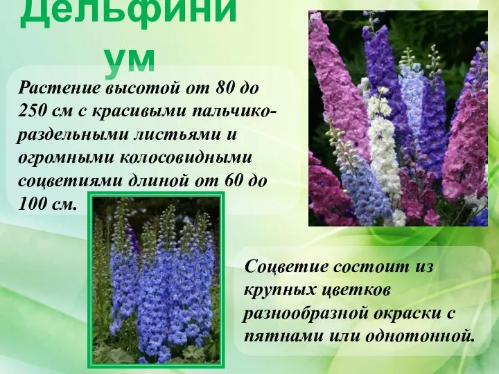 Дельфиниум Соцветие состоит из крупных цветков разнообразной окраски с пятнами или однотонной. Растение