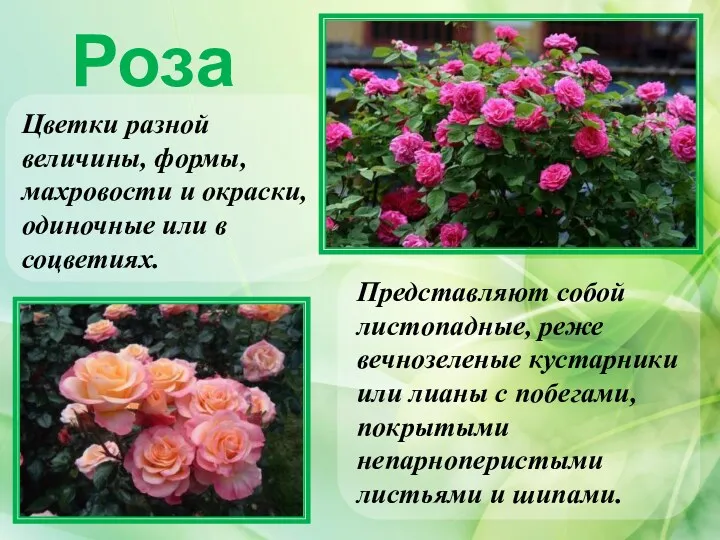 Роза Цветки разной величины, формы, махровости и окраски, одиночные или в соцветиях. Представляют