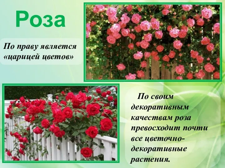 Роза По праву является «царицей цветов» По своим декоративным качествам роза превосходит почти все цветочно-декоративные растения.