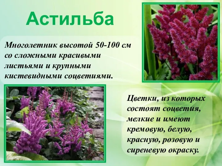 Астильба Цветки, из которых состоят соцветия, мелкие и имеют кремовую, белую, красную, розовую