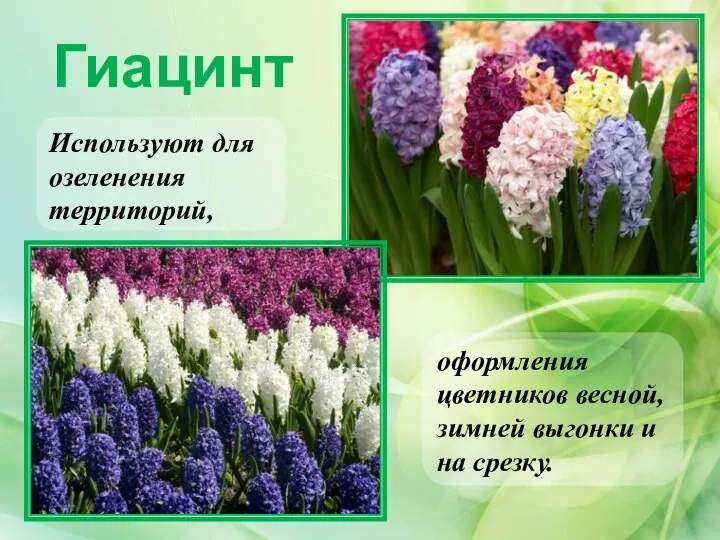 Гиацинт Используют для озеленения территорий, оформления цветников весной, зимней выгонки и на срезку.