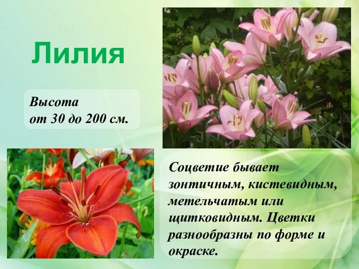Лилия Соцветие бывает зонтичным, кистевидным, метельчатым или щитковидным. Цветки разнообразны по форме и