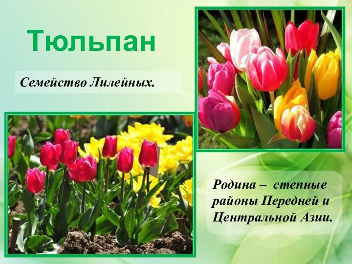 Тюльпан Родина – степные районы Передней и Центральной Азии. Семейство Лилейных.