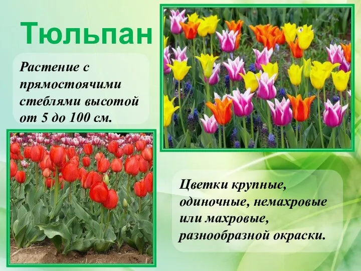Тюльпан Цветки крупные, одиночные, немахровые или махровые, разнообразной окраски. Растение с прямостоячими стеблями