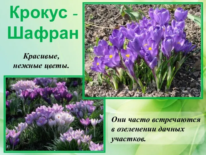 Крокус - Шафран Они часто встречаются в озеленении дачных участков. Красивые, нежные цветы.