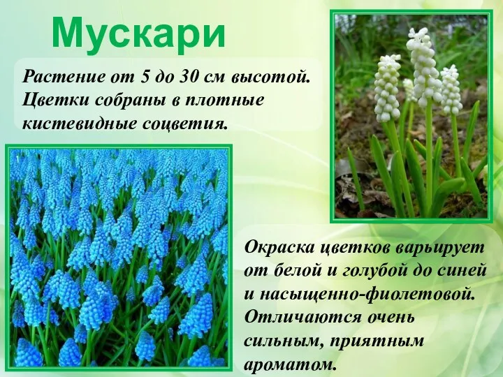 Мускари Окраска цветков варьирует от белой и голубой до синей и насыщенно-фиолетовой. Отличаются