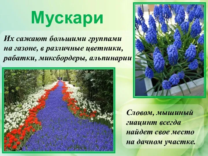 Мускари Словом, мышиный гиацинт всегда найдет свое место на дачном участке. Их сажают