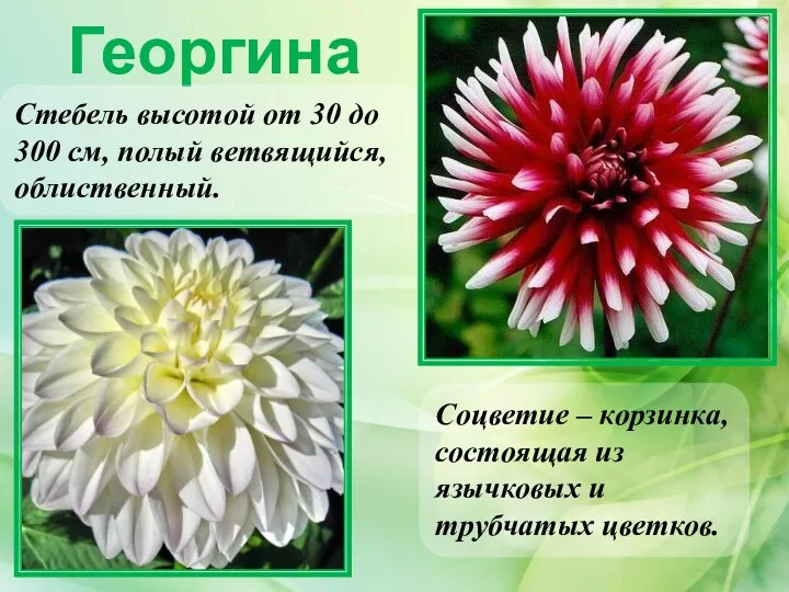 Георгина Соцветие – корзинка, состоящая из язычковых и трубчатых цветков. Стебель высотой от