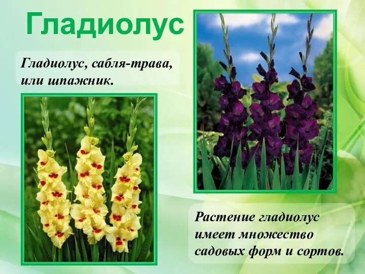 Гладиолус Растение гладиолус имеет множество садовых форм и сортов. Гладиолус, сабля-трава, или шпажник.