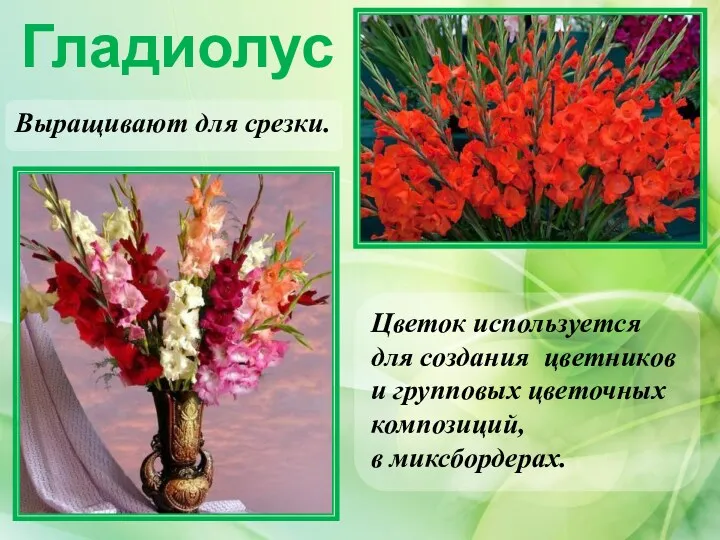 Гладиолус Цветок используется для создания цветников и групповых цветочных композиций, в миксбордерах. Выращивают для срезки.