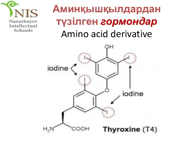 Аминқышқылдардан түзілген гормондар Amino acid derivative