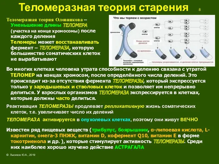 Теломеразная теория старения 8 Теломеразная теория Оловникова – Уменьшение длины